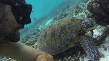 Beach & Snorkeling à Marie-Galante….